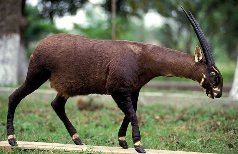 Saola - Once a symbol of Vietnam’s SEA Games 31, held in Hanoi
